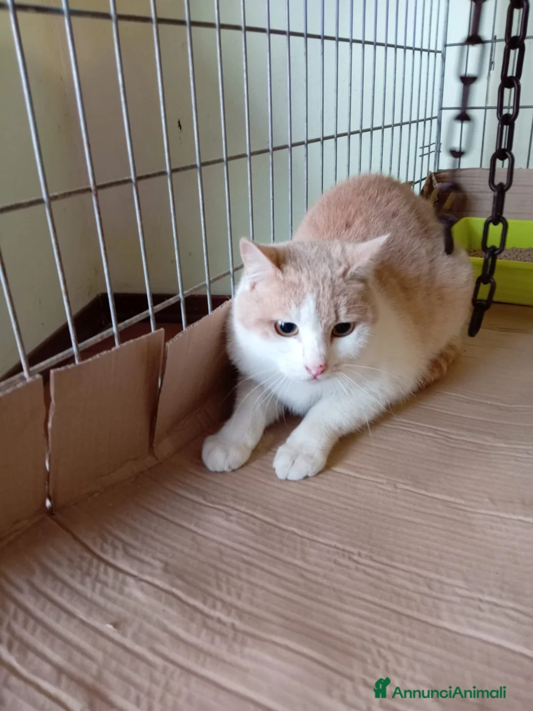 Europeo gatti in regalo: gatto 7 mesi cerca casa❤️ - Annuncio 2