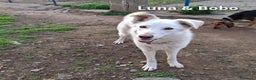 Meticcio cani in regalo: LUNA 🩷 -cucciola, simbolo di speranza e rinascita - Annuncio 4
