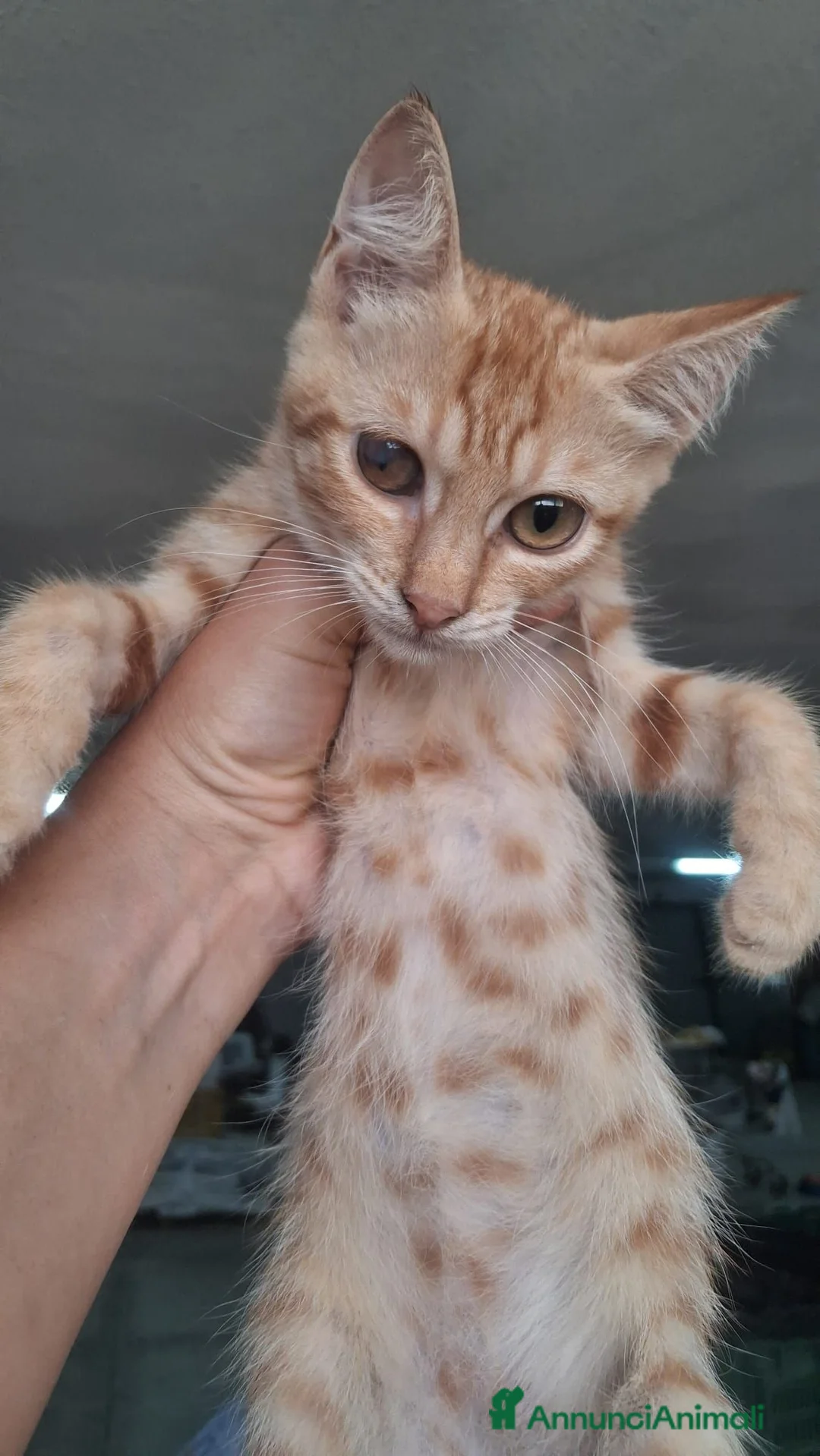 Meticcio gatti in regalo: GATTINA MERAVIGLIOSA - Annuncio 5