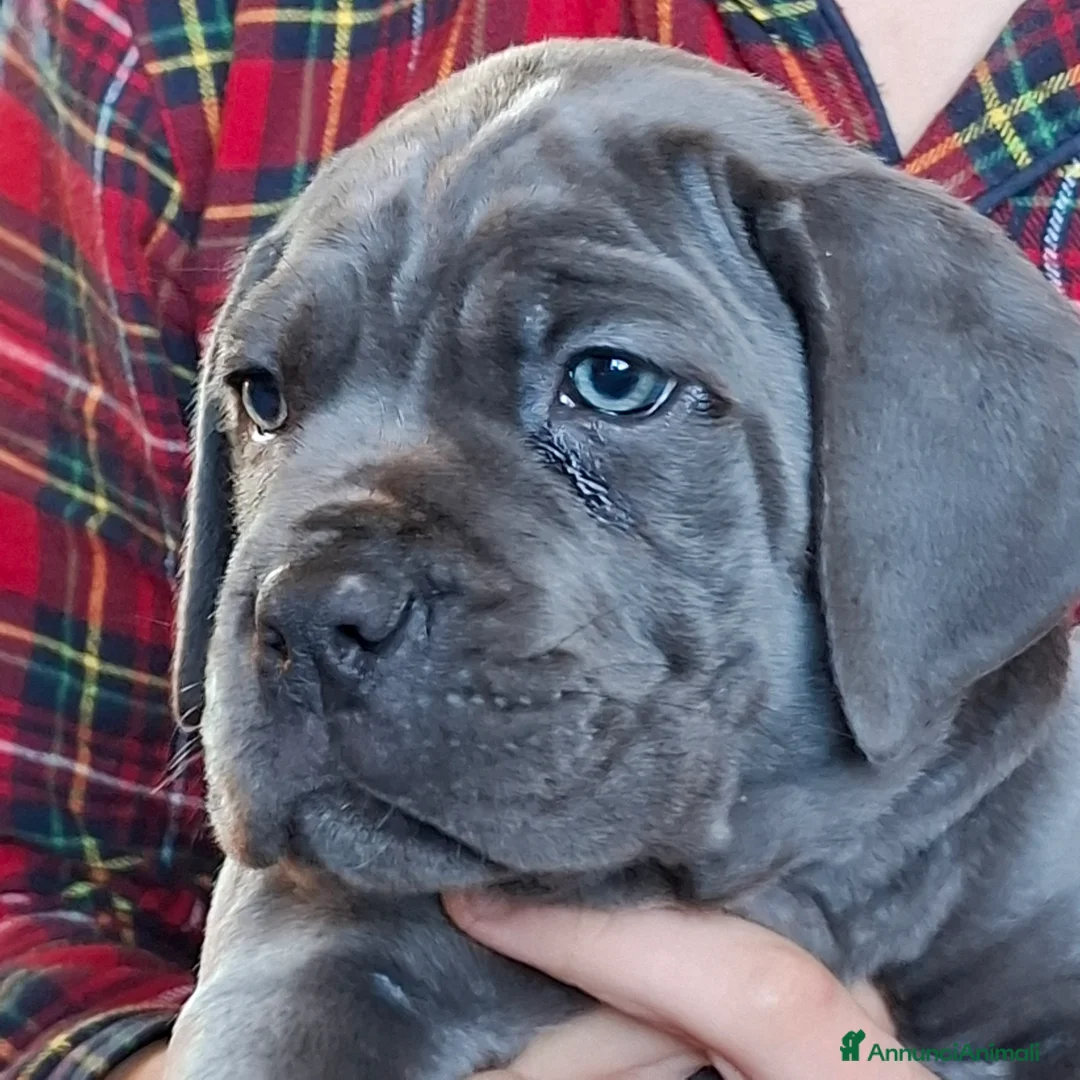 Cane Corso cani in vendita: Cucciola di cane corso disponibile  - Annuncio 1