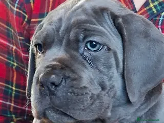 Cane Corso cani Cucciola di cane corso disponibile - Annuncio 9