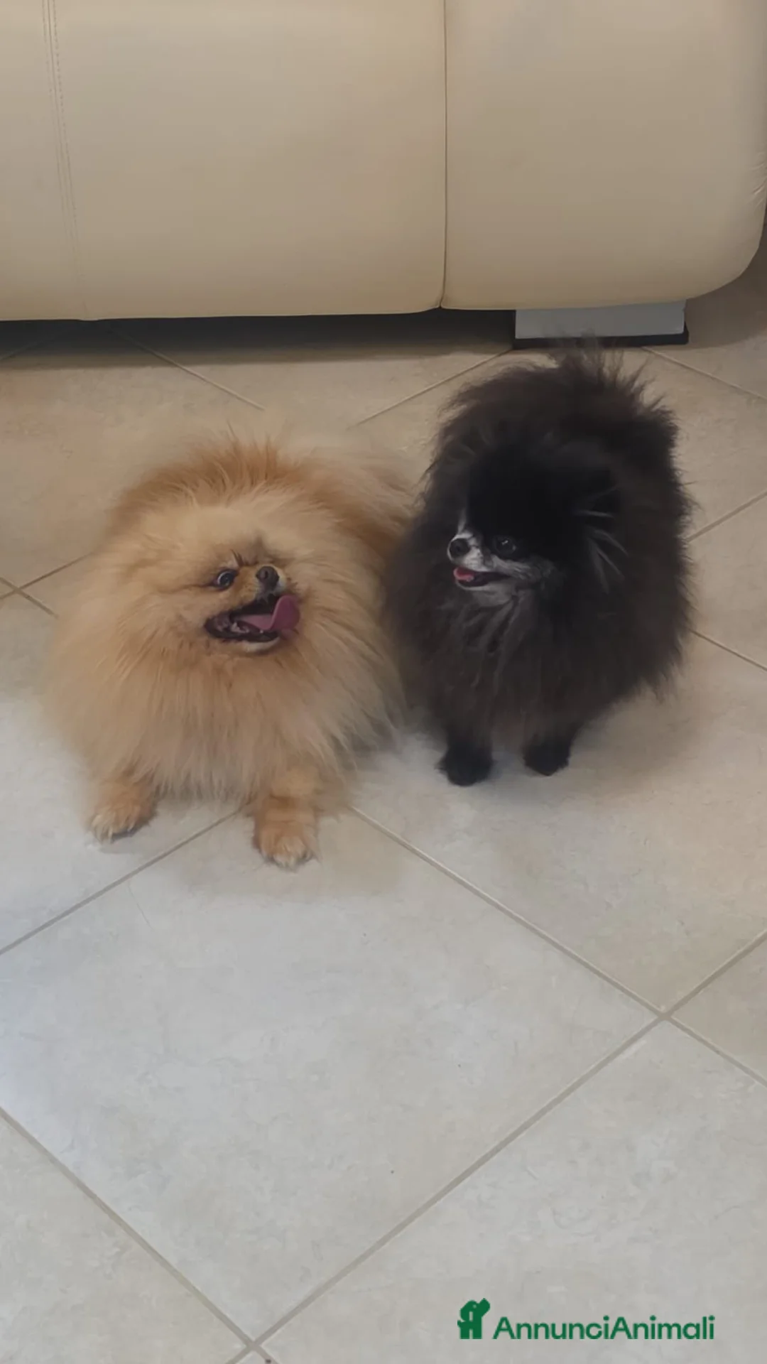 Volpino Pomerania cani in vendita: POMERANIA DUE FEMMINUCCE CREMA CON PEDIGREE - Annuncio 1