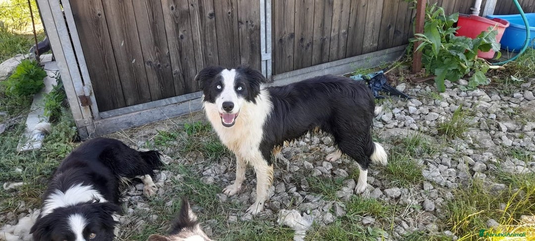 Border Collie cani in vendita: Cucciolone Border Collie linea da lavoro  - Annuncio 2