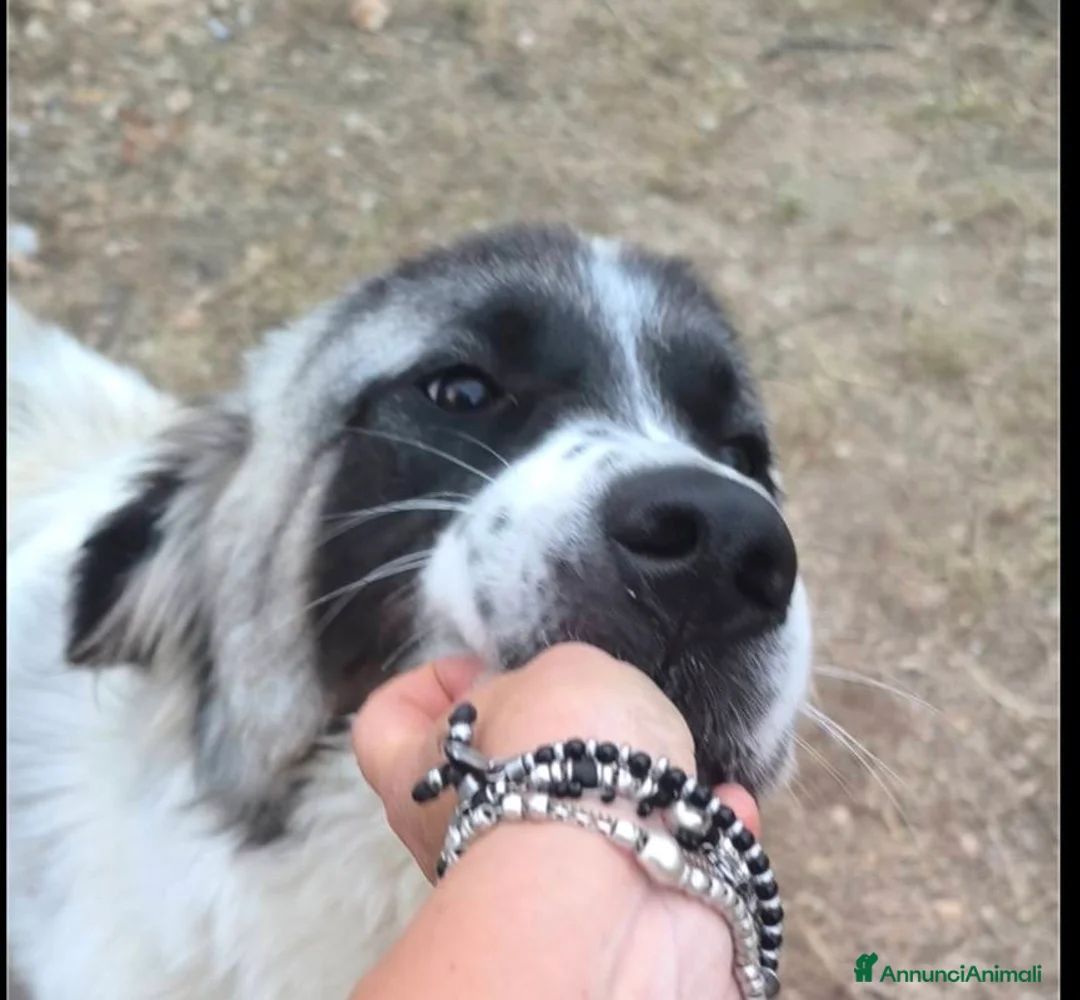 Meticcio cani in regalo: lilo tg grande buono educato affettuoso - Annuncio 3