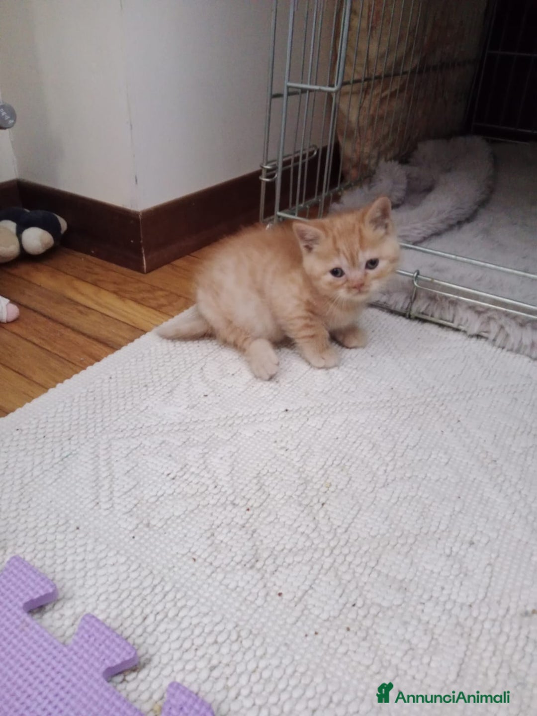 British gatti in vendita: British Shorthair - Annuncio 3