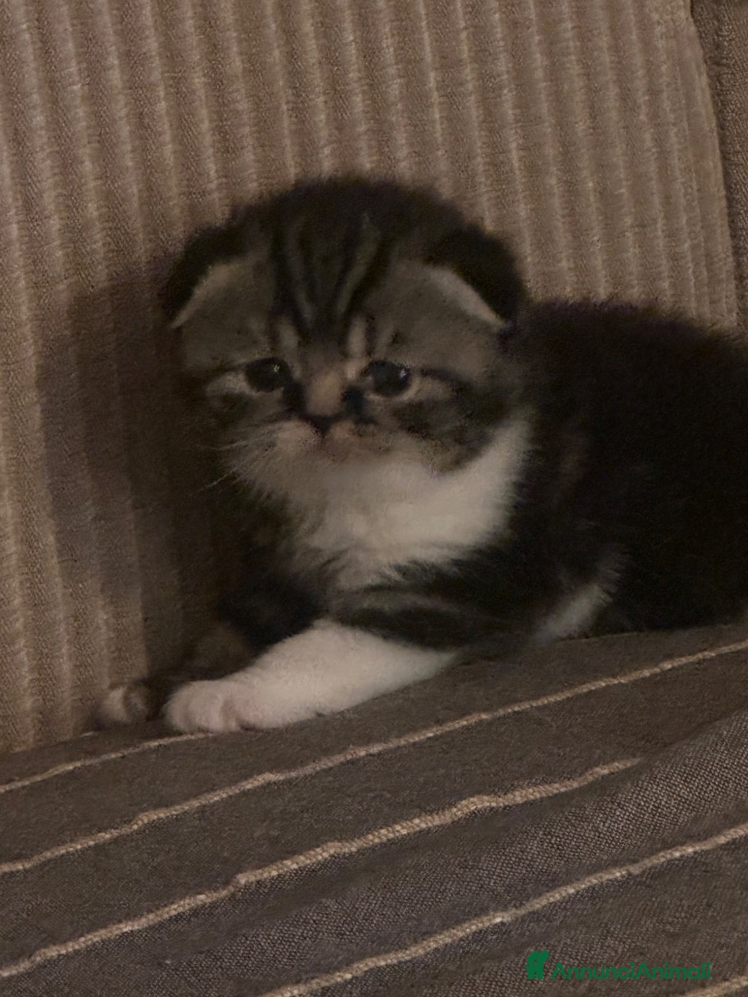 Scottish gatti Cucciola Scottish fold - Annuncio 30