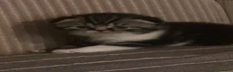 Scottish gatti in vendita: Cucciola Scottish fold - Annuncio 1
