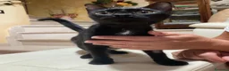 Europeo gatti in regalo: OZY CERCA CASA💖🖤 - Annuncio 7