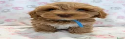 Maltipoo cani in vendita:  Bellissima cucciolata di Maltipoo F1 - Annuncio 10