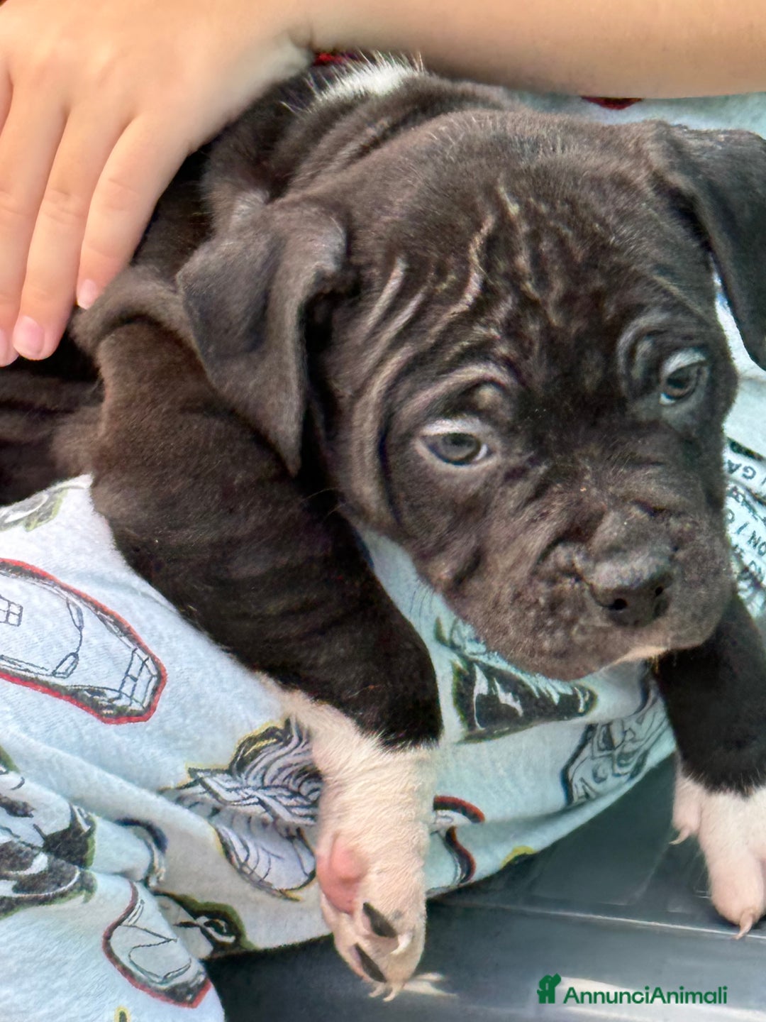 American Staffordshire cani in vendita: Cuccioli Amstaff neri a Città metropolitana di Milano - Immagine 8
