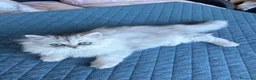 Persiano gatti in vendita: Persiano chinchilla  - Annuncio 4