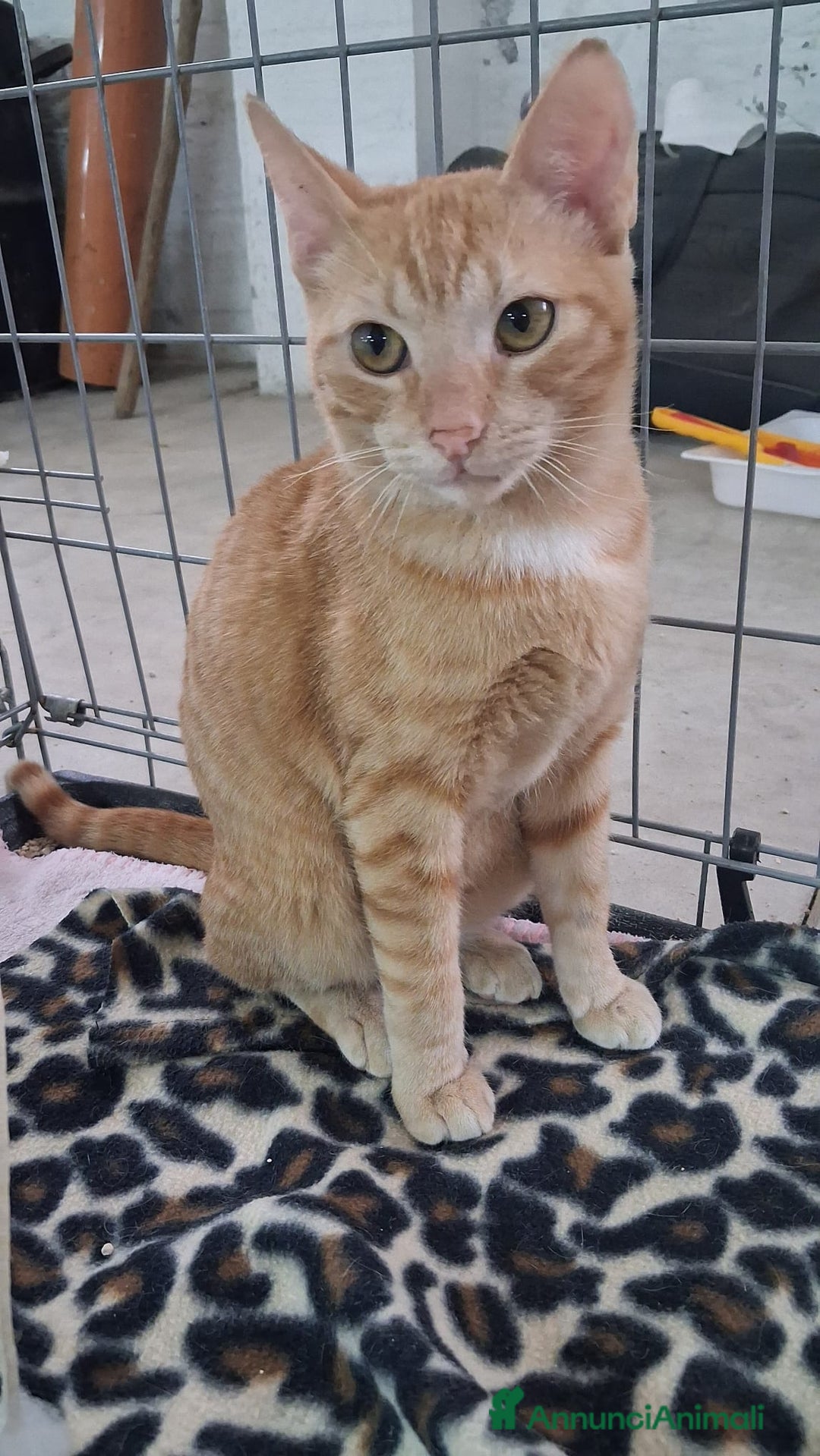 Altre razze gatti in regalo: GATTINA MERAVIGLIOSA - Annuncio 14