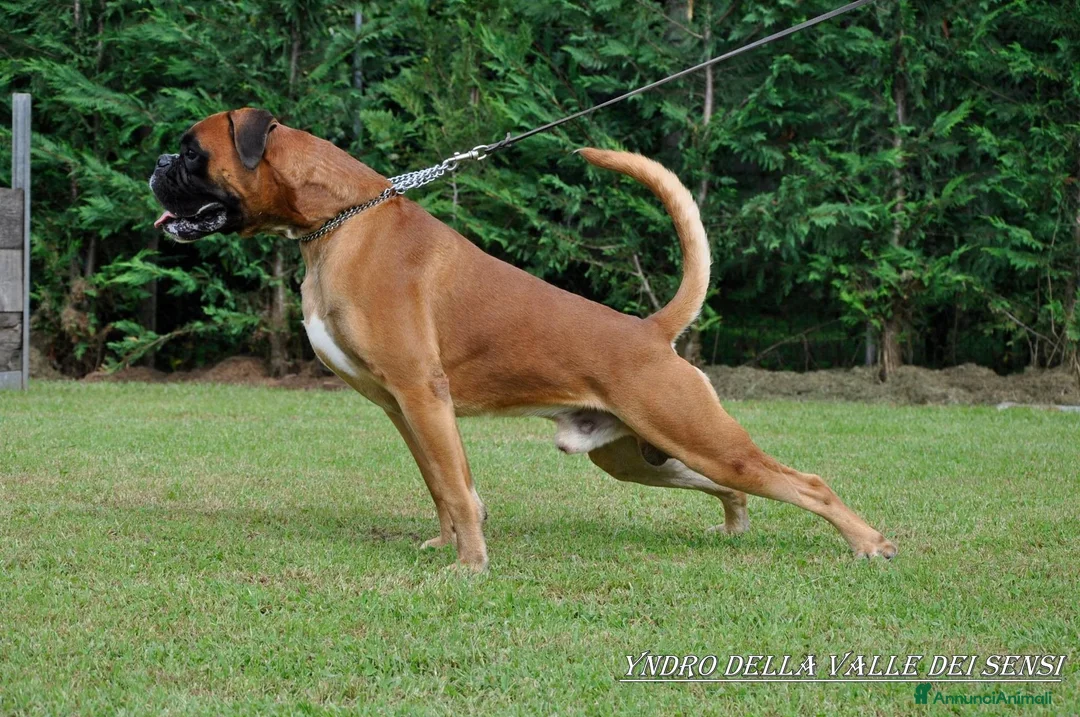 Boxer cani in vendita: Boxer cuccioli disponibili - Annuncio 2