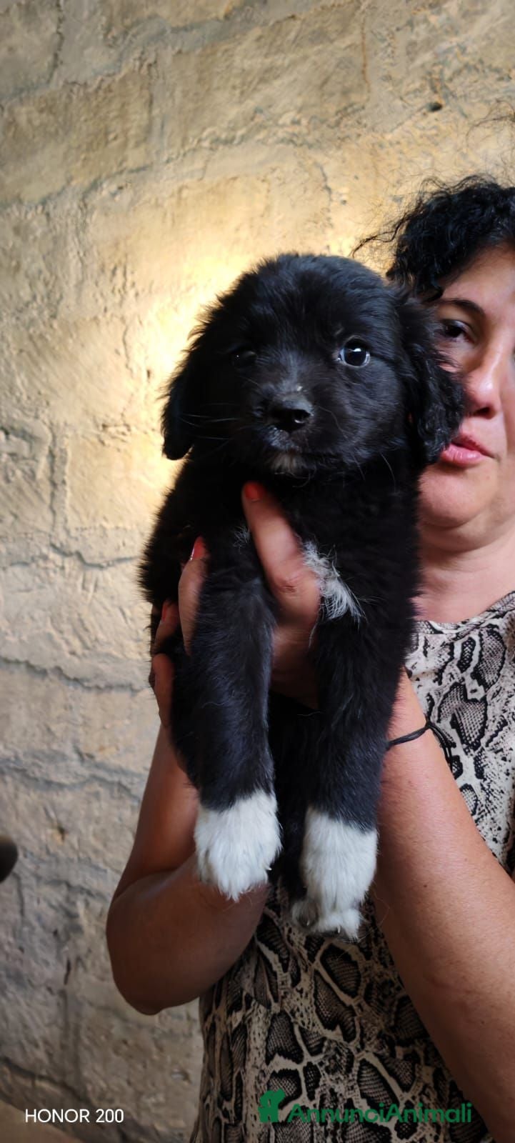 Meticcio cani 3 mesi, 1 maschio e 2 femmine dolcissimi - Annuncio 25