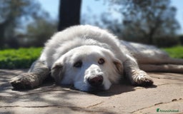 Pastore Maremmano cani in regalo: BIANCA una meraviglia soffice e bianca a Pomezia - Immagine 1