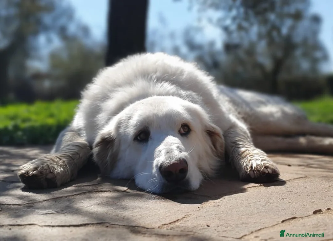 Pastore Maremmano cani in regalo: BIANCA una meraviglia soffice e bianca a Pomezia - Annuncio 1