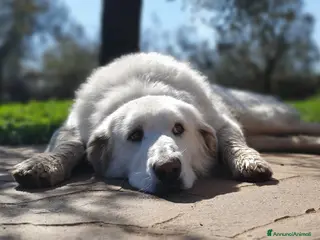 Pastore Maremmano cani BIANCA una meraviglia soffice e bianca a Pomezia - Annuncio 24