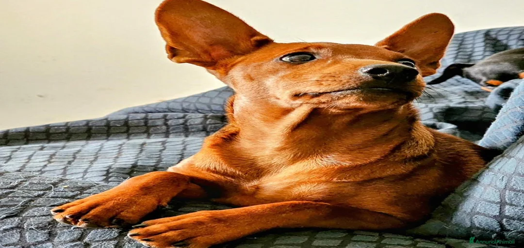 Immagine della galleria {{count}}