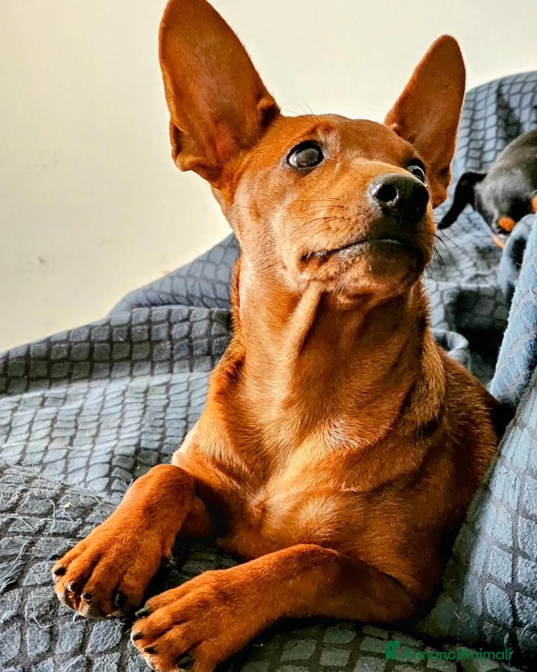 Immagine della galleria {{count}}