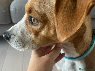 Meticcio cani Cane meticcio in regalo - Annuncio 1