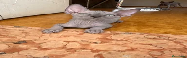 Sphynx 1