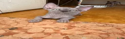 Sphynx gatti in vendita: Cuccioli sphynx - Annuncio 9