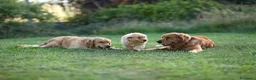 Golden Retriever cani in vendita: Allevamento sleepingbeauty golden - Annuncio 5