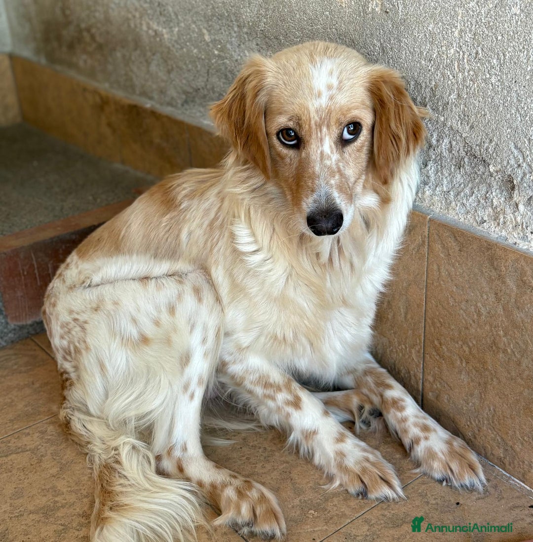 Meticcio cani in regalo: Cucciolo dolcissimo mix setter – tg medio-piccola a Città Metropolitana di Venezia - Immagine 11