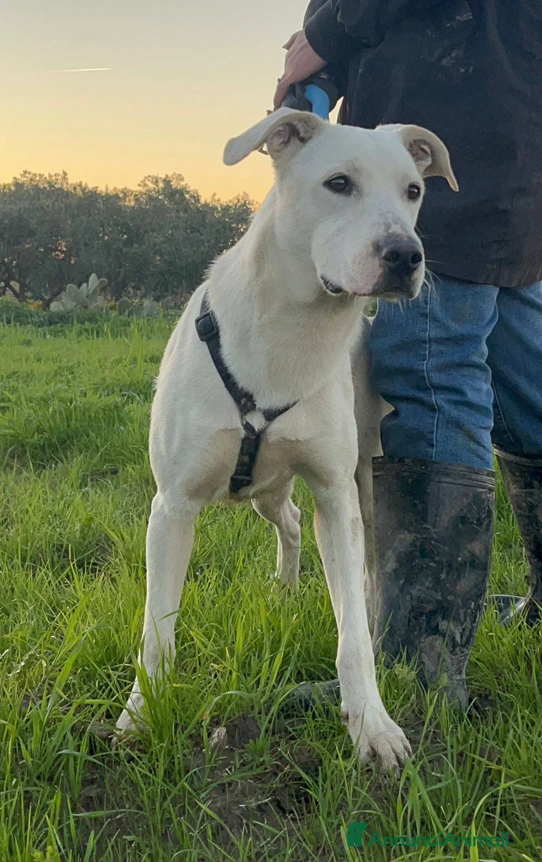 Dogo Argentino cani in regalo: Enea. - Annuncio 6