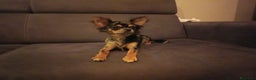 Chihuahua cani in vendita: Chihuahua femmina Merle pelo lungo  - Annuncio 8