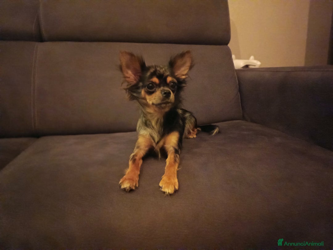 Chihuahua cani in vendita: Chihuahua femmina Merle pelo lungo  - Annuncio 8