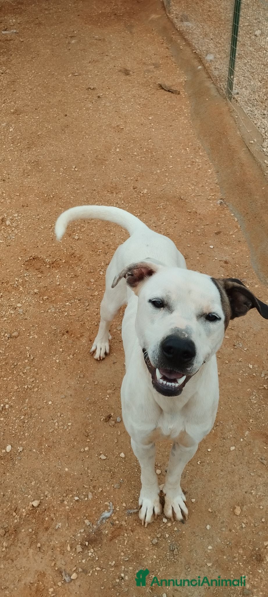 Meticcio cani Spyke cerca una vera famiglia - Annuncio 1
