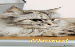 Persiano gatti in regalo: Tiffany & Chanel💖💖 a Provincia di Alessandria - Immagine 1