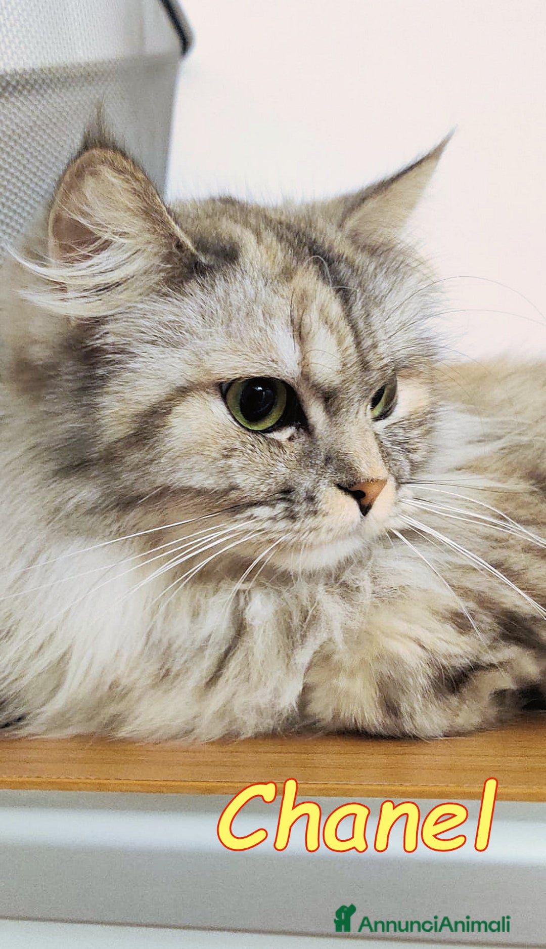 Persiano gatti in regalo: Tiffany & Chanel💖💖 a Provincia di Alessandria - Immagine 1