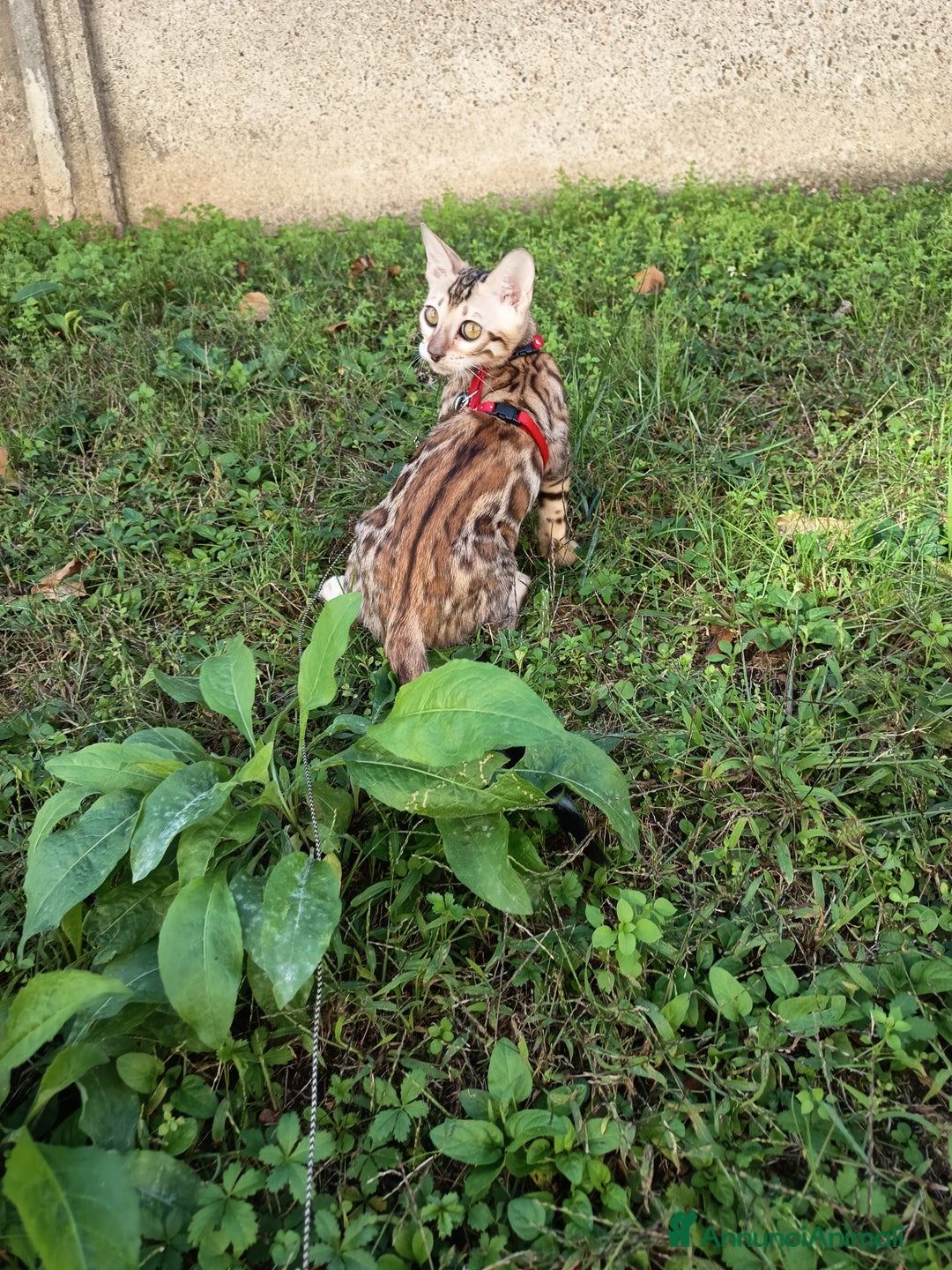 Bengala gatti in vendita: Feminuccia Bengala colorazione dorata 😻 - Annuncio 4