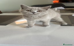 Scottish gatti in vendita: Gattina schottish  a Provincia di Verona - Immagine 2