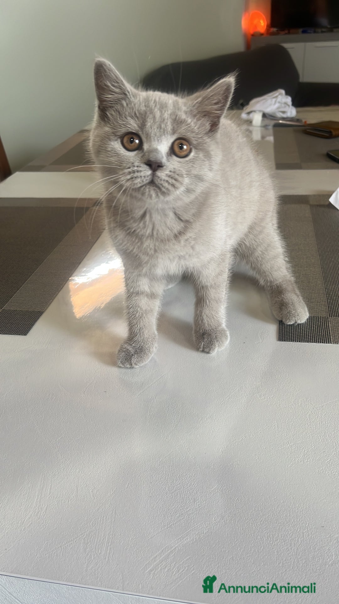Scottish gatti in vendita: Gattina schottish  a Provincia di Verona - Immagine 2