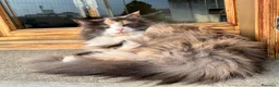 Norvegese gatti in vendita: cucciolo norvegese delle foreste - Annuncio 8