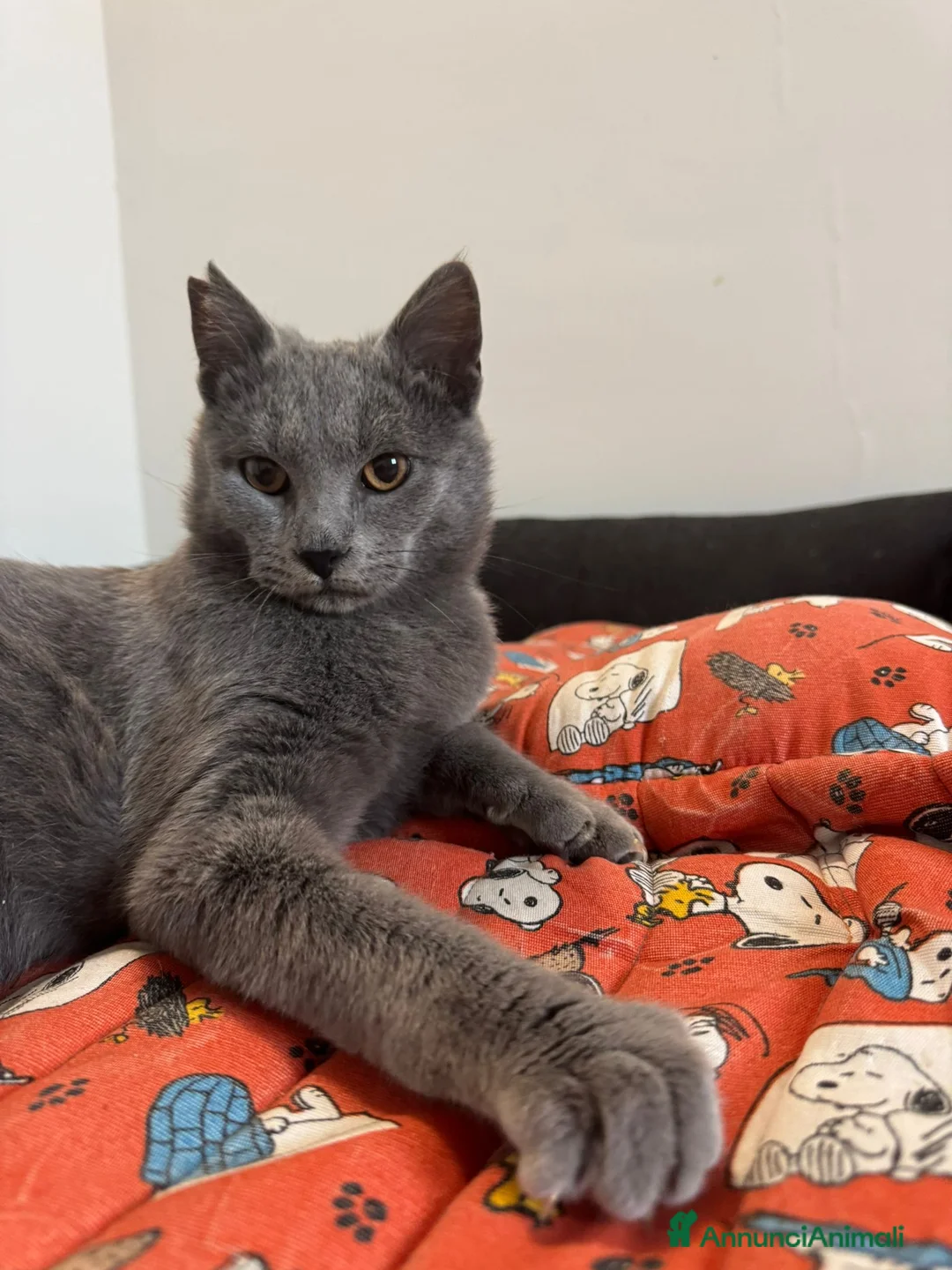 Certosino gatti in regalo: Certosino maschio cerca casa - Annuncio 8