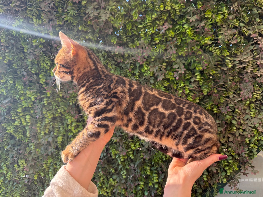 Bengala gatti in vendita: Gattina bengala brown spotted tabby  - Annuncio 15