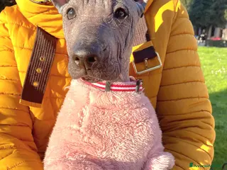Xoloitzcuintle cani Cuccioli di Xoloitzcuintli (Cane Nudo Messicano) - Annuncio 1