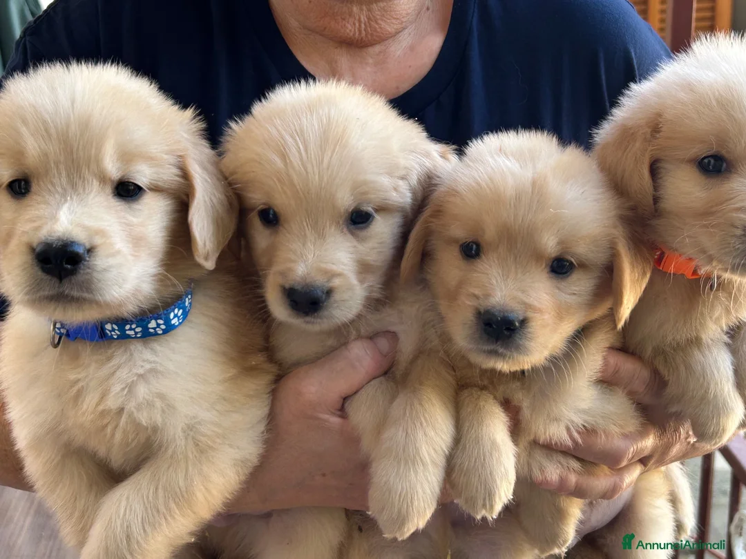 Golden Retriever cani in vendita: Cuccioli golden retriver linea americana  - Annuncio 5