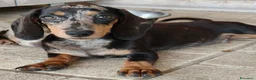 Bassotto cani in vendita: Bassotti cuccioli  - Annuncio 4