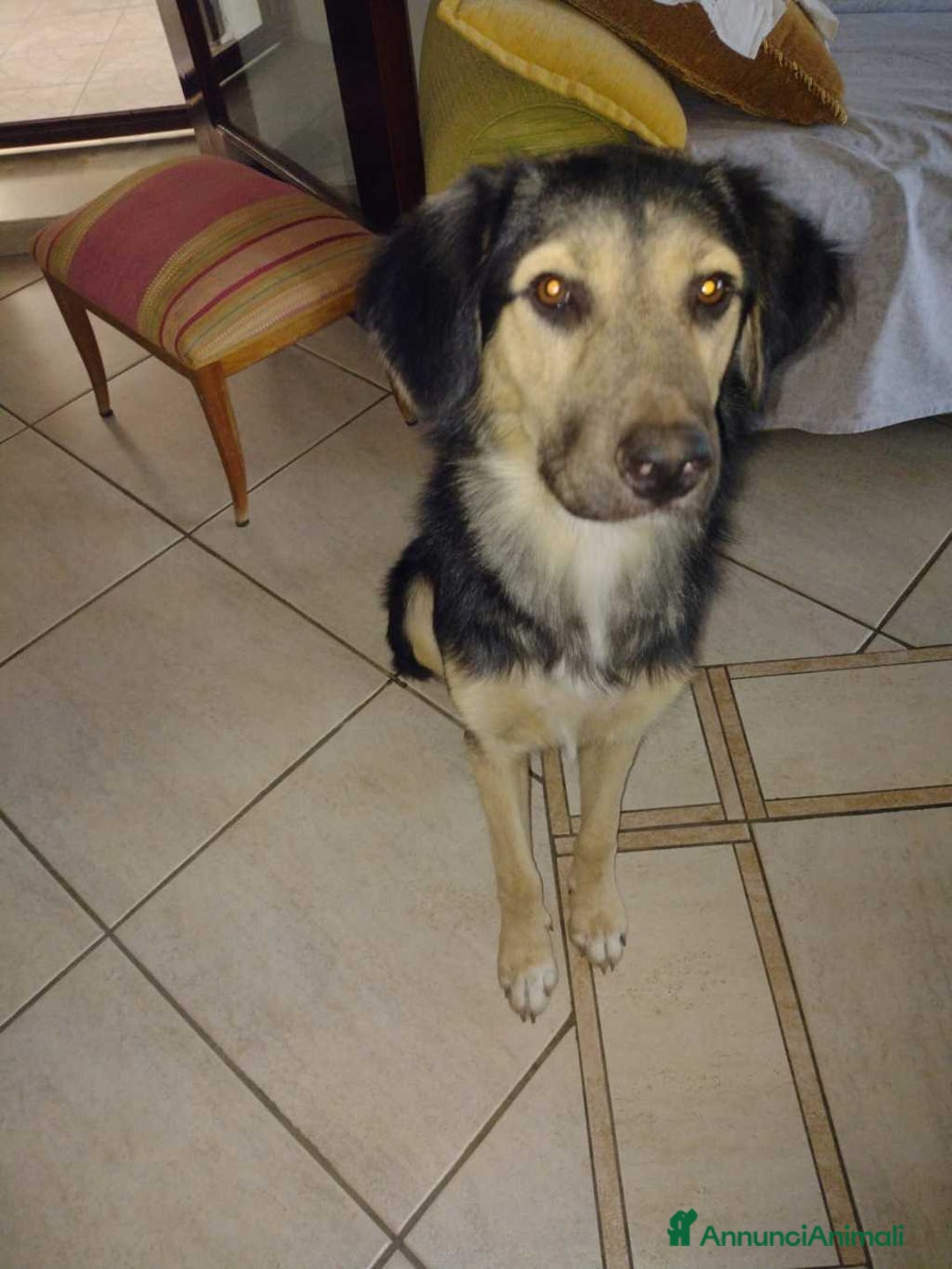 Meticcio cani in regalo: Splendido Simil Pastore (Catania) - Annuncio 11