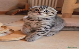 Scottish gatti in vendita: Cuccioli scottish fold e straight  a Provincia di Vicenza - Immagine 20