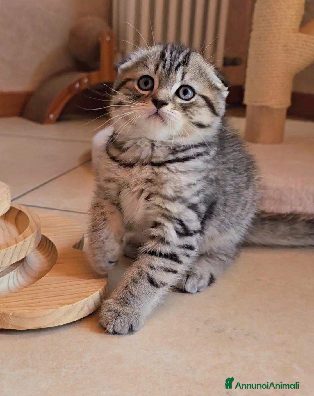 Scottish gatti in vendita: Cuccioli scottish fold e straight  a Provincia di Vicenza - Immagine 20