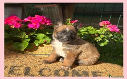 Pastore Belga cani in vendita: Cuccioli Pastore Belga Laekenois  a Città Metropolitana di Firenze - Immagine 12