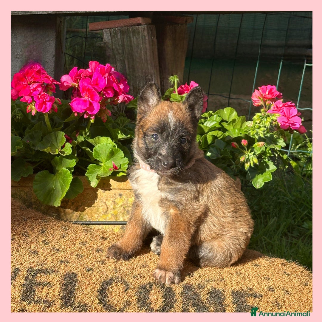 Pastore Belga cani in vendita: Cuccioli Pastore Belga Laekenois  a Città Metropolitana di Firenze - Immagine 12