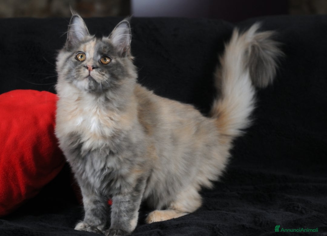 Maine Coon gatti in vendita: Maine Coon Tortie - pedigree ANFI - Annuncio 7