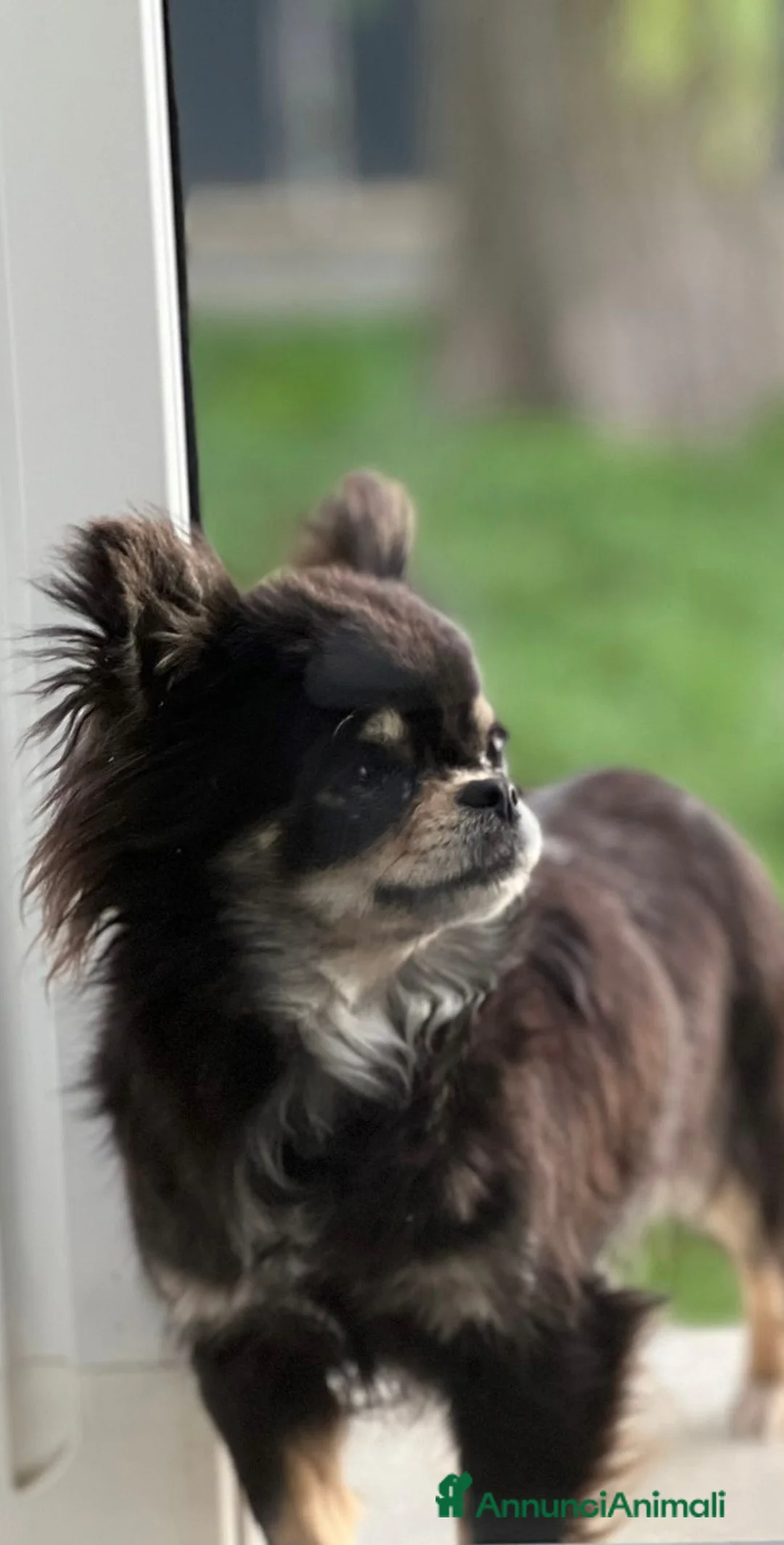 Chihuahua cani in vendita: cuccioli disponibili a Provincia di Verona - Annuncio 2